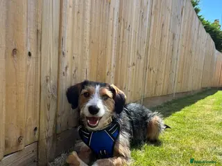 Mixed Breed dogs Ronnie - Advert 12