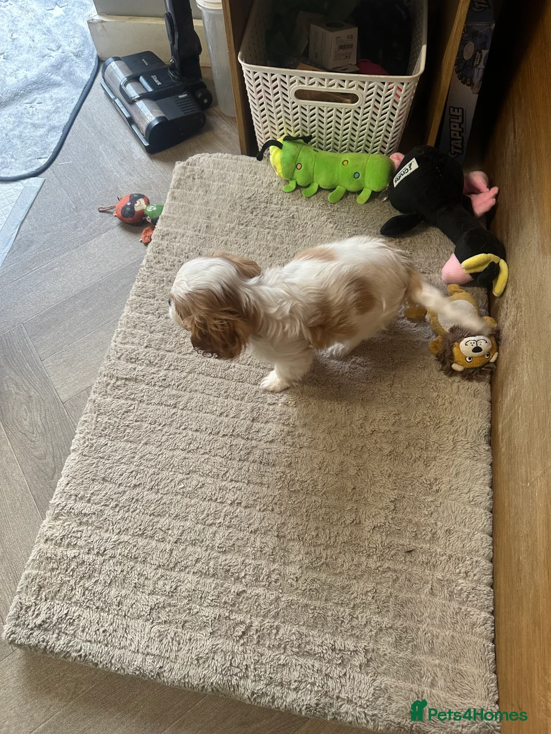 Cavalier King Charles Spaniel dogs for sale: Kc Blenheim Cavalier King Charles Spaniel  - Advert 4