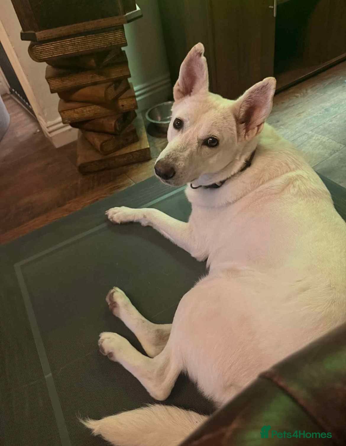 German Shepherd dogs Asha needs a loving home  - Advert 3