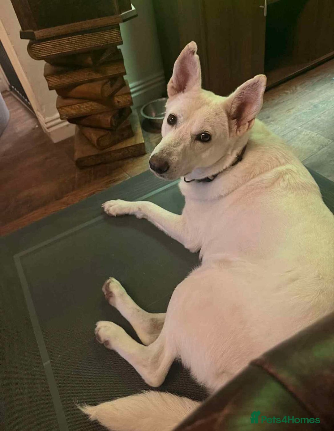 German Shepherd dogs for adoption: Asha needs a loving home  - Advert 1