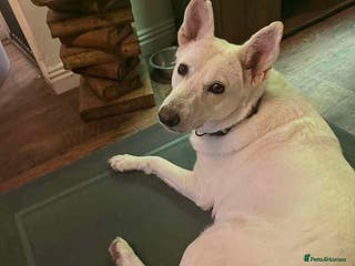 German Shepherd dogs Asha needs a loving home - Advert 3