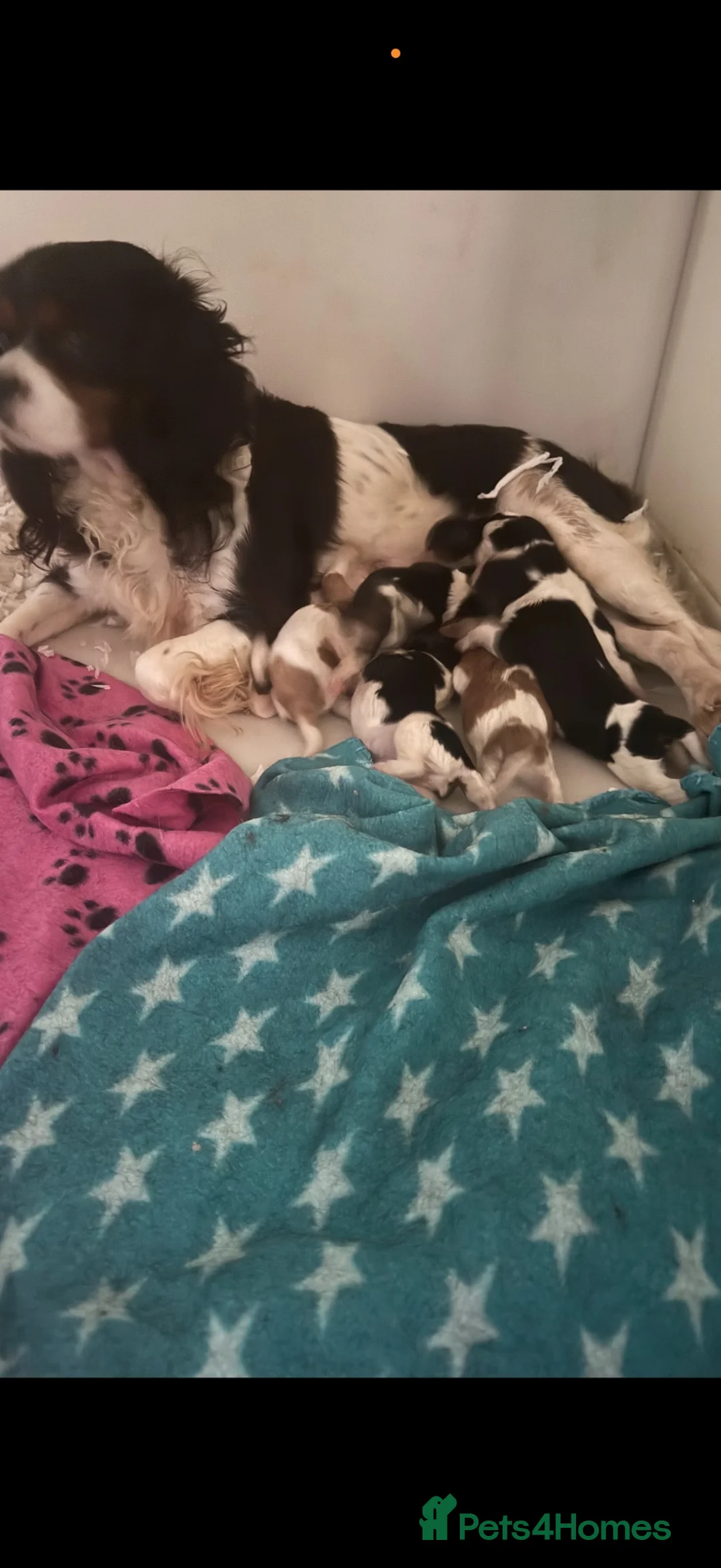 Cavalier King Charles Spaniel dogs for sale: 🐶Kc cavalier dna clear puppies 🐶 - Advert 1