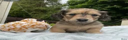 Miniature Dachshund dogs for sale: GORGEOUS KC reg PRA CLEAR MINI DACHSHUND PUPPIES - Advert 8