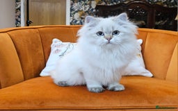 British Longhair cats for sale: Excellent Scottish straight Highland Kittens - Image 24
