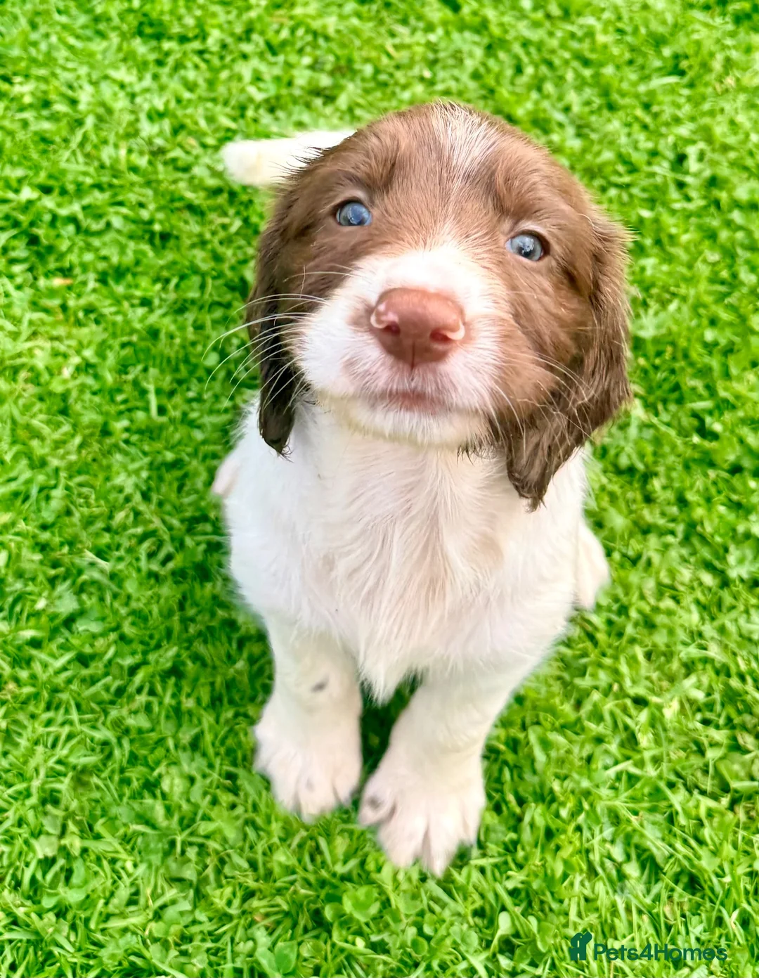 English Springer Spaniel dogs for sale: Pedigree springer spaniel Puppies - Advert 2