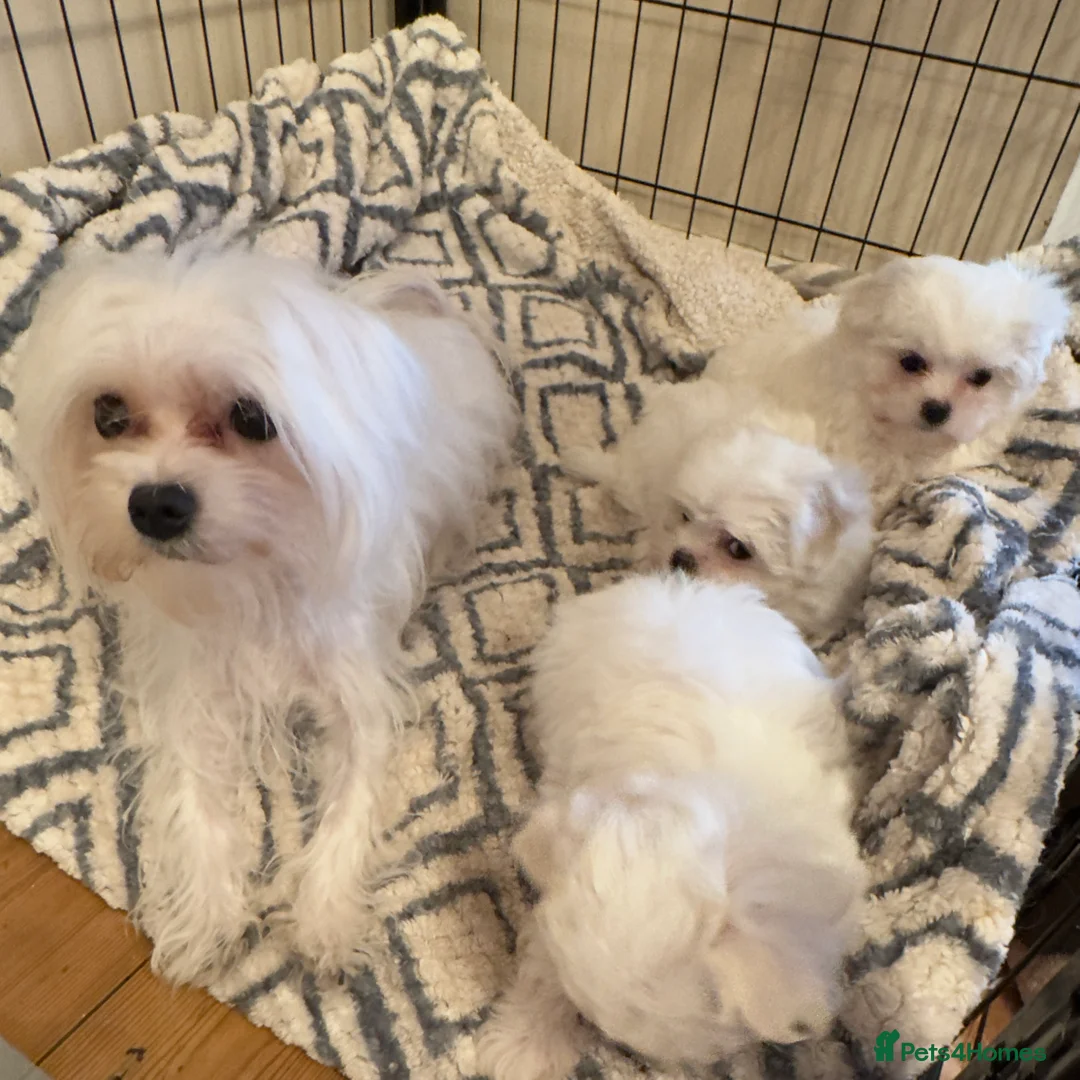 Maltese dogs for sale: Korean Maltese puppy’s available  - Advert 3