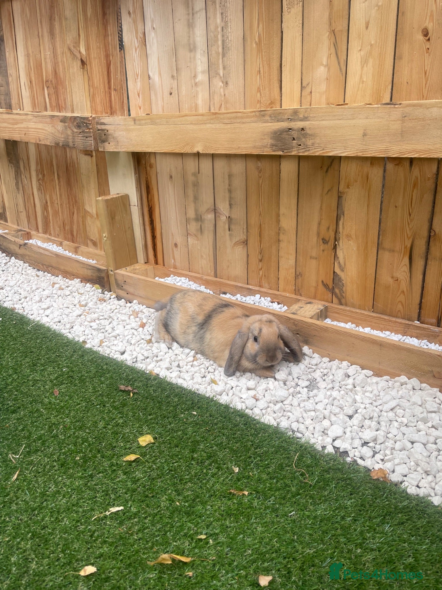 Mixed Breed rabbits Beautiful male lop - Advert 19