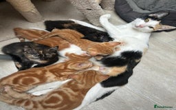 Mixed Breed cats for sale: 6 cute kittens 😸 ♥️ - Image 5