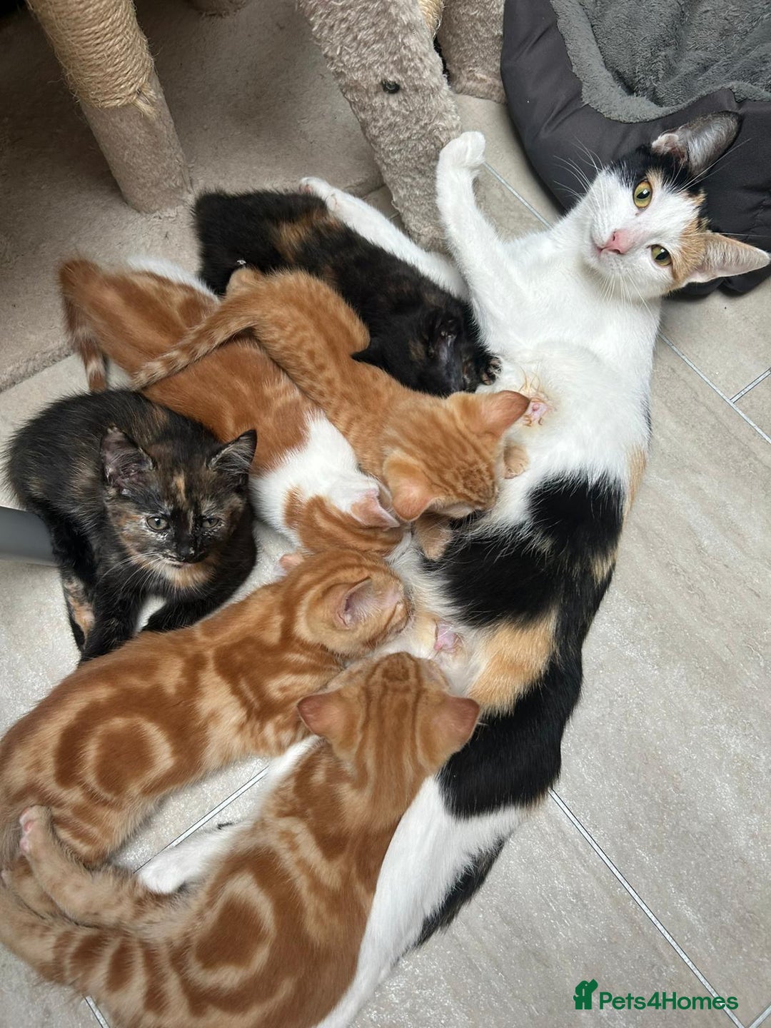 Mixed Breed cats for sale: 6 cute kittens 😸 ♥️ - Image 5