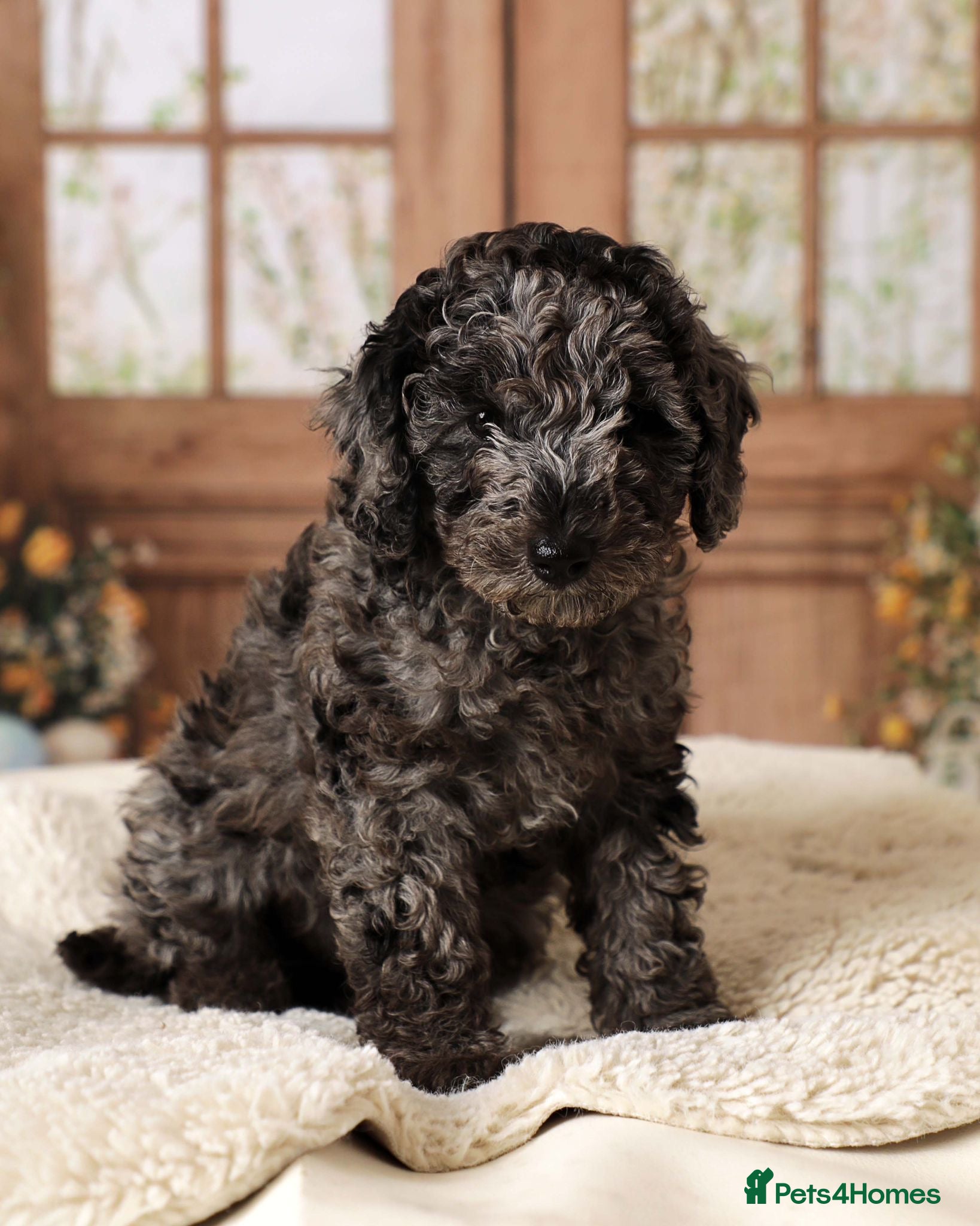 Cavapoochon dogs MERLE CAVAPOOCHON READY 15TH FEB 💕 - Advert 1