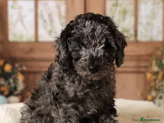 Cavapoochon dogs MERLE CAVAPOOCHON READY 15TH FEB 💕 - Advert 1