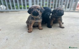 Mixed Breed dogs for sale: Bordoodle puppy’s  - Image 5