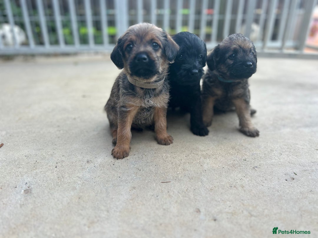 Mixed Breed dogs for sale: Bordoodle puppy’s  - Image 5