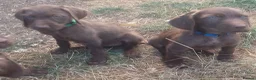 Mixed Breed dogs for sale: READY NOW  - Weimaraner x Vizsla - Advert 4