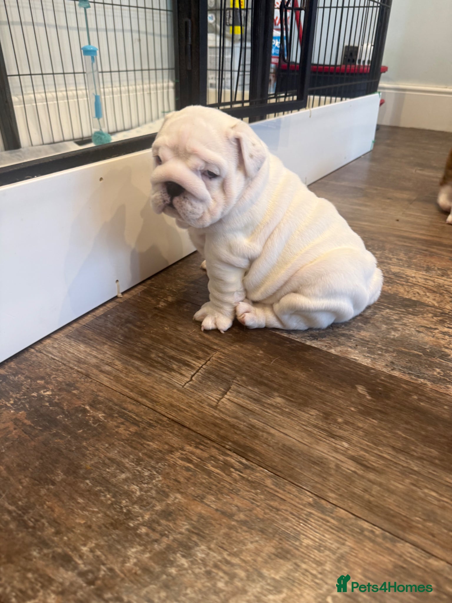 English Bulldog dogs CH X CH bred Puppies  - Advert 2