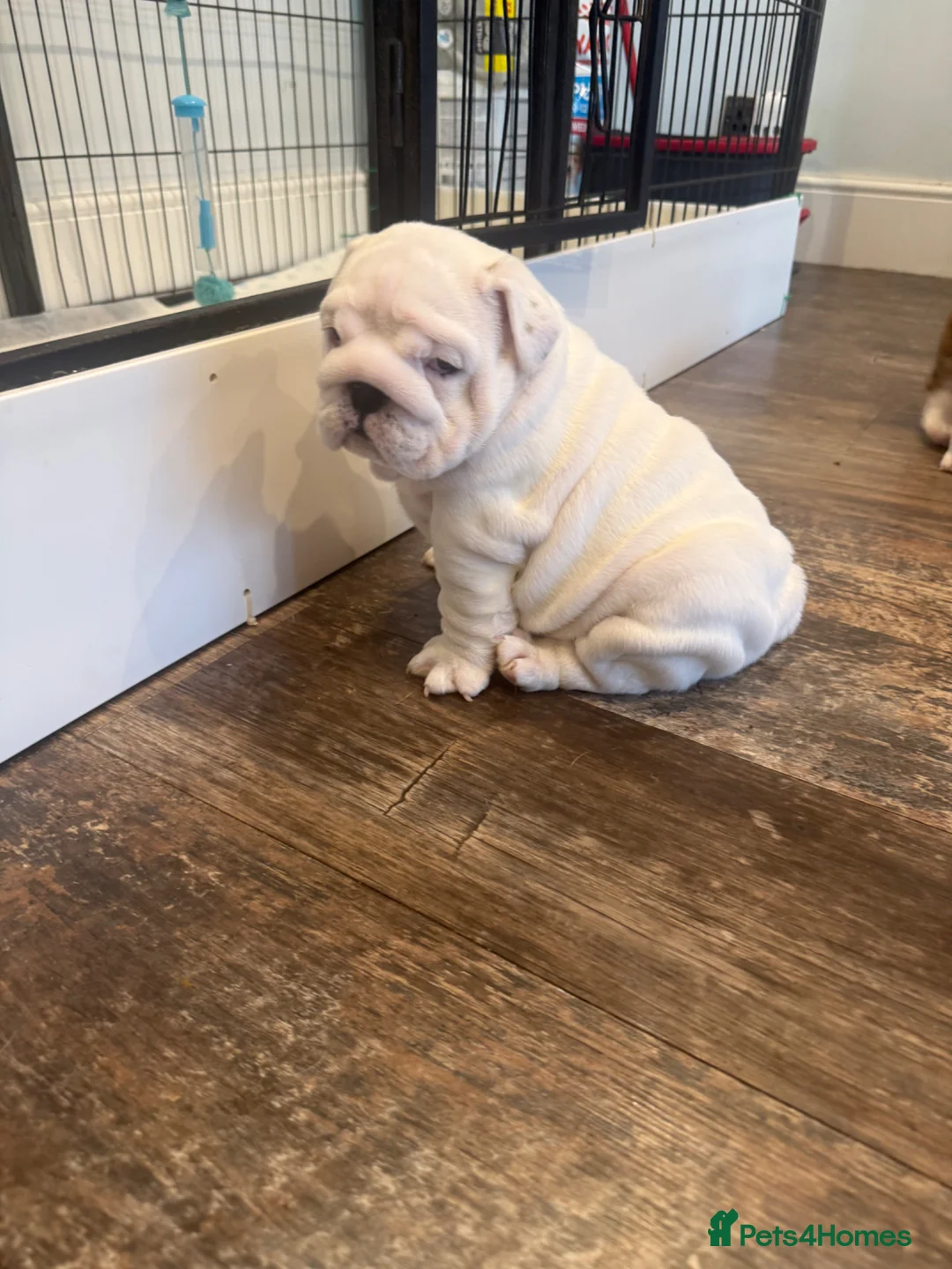English Bulldog dogs for sale: CH X CH bred Puppies  - Advert 2