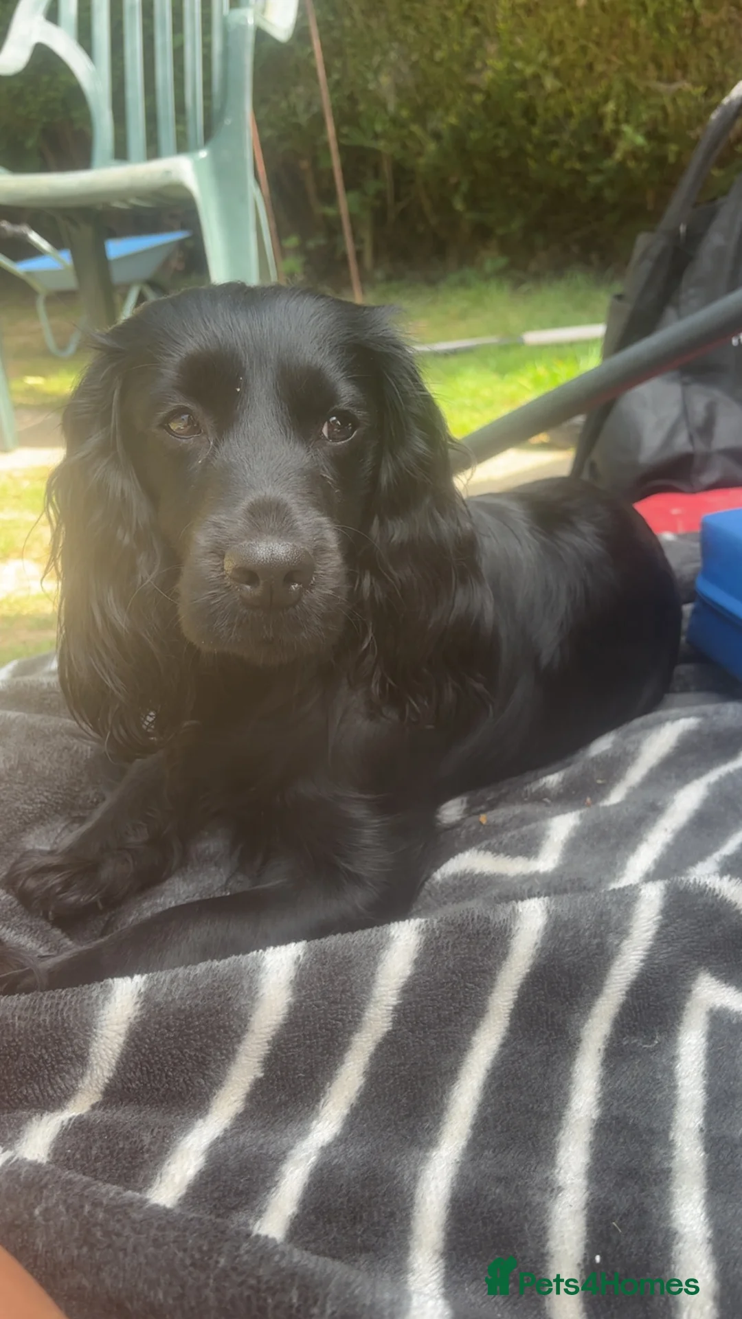 Cocker Spaniel dogs for sale: Cocker spaniel pups - Advert 2