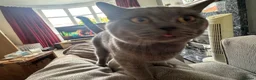 British Shorthair cats for sale: Dave British Shorthair  - Advert 3