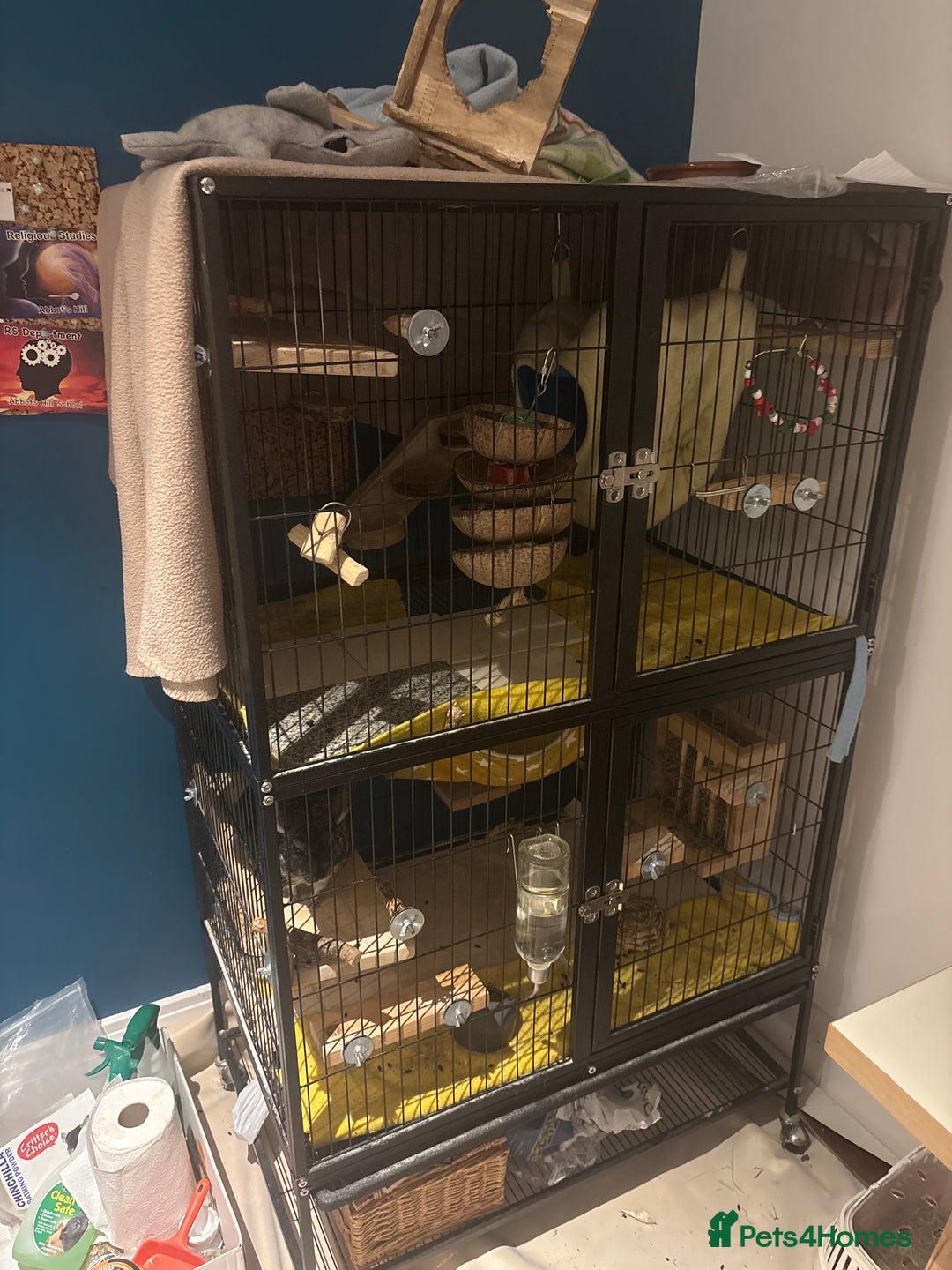 Chinchilla rodents for sale: Female Chinchilla 4yrs with cage & accessories  - Image 3