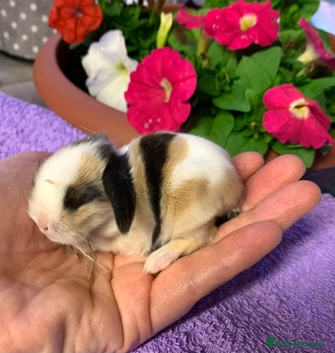 Mini Lop rabbits for sale: Gorgeous purebred baby mini lops ready to reserve - Advert 23