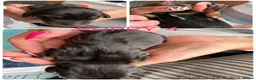 Miniature Dachshund dogs for sale: Miniature Dachshund puppies - Advert 9