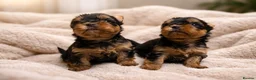 Yorkshire Terrier dogs for sale: YORKIE PUPPIES - Advert 15