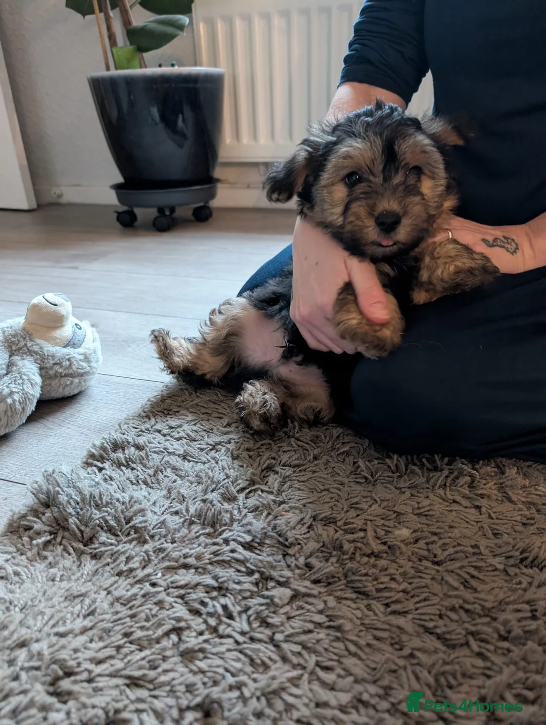 Yorkshire Terrier dogs for sale: Yorkie Pups - Advert 2