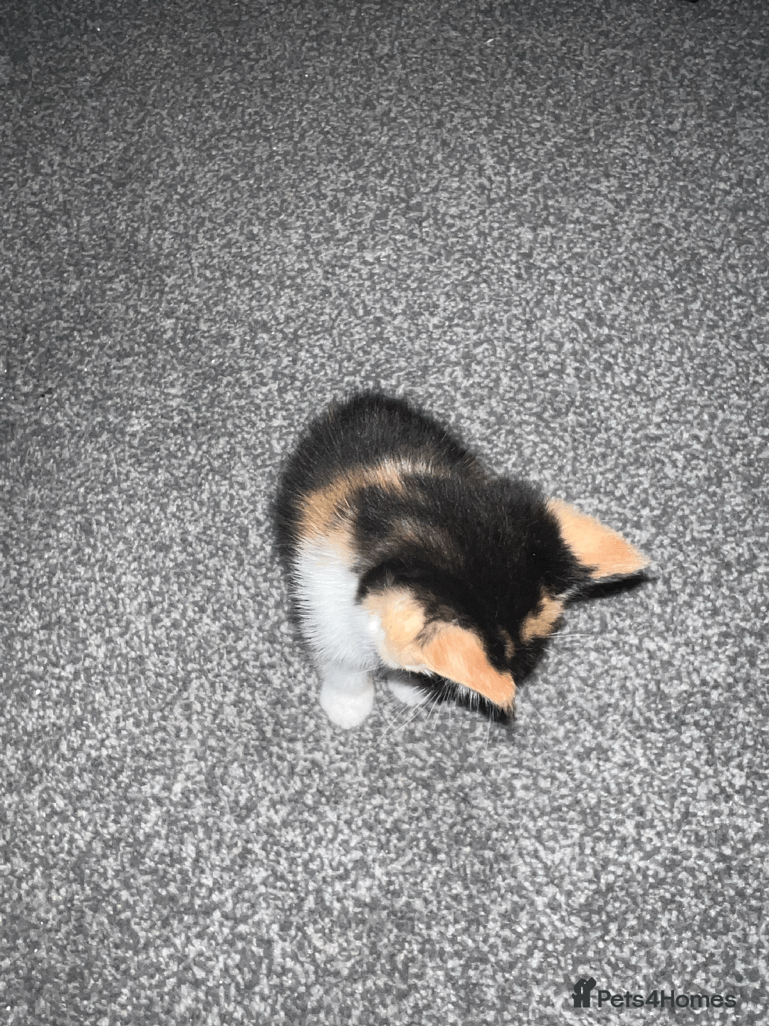 Domestic Shorthair cats for sale: Loving Home-Raised Kittens for Sale - Read Discrip - Image 7