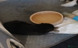 Mixed Breed dogs for sale: black and tan male pup - Image 3