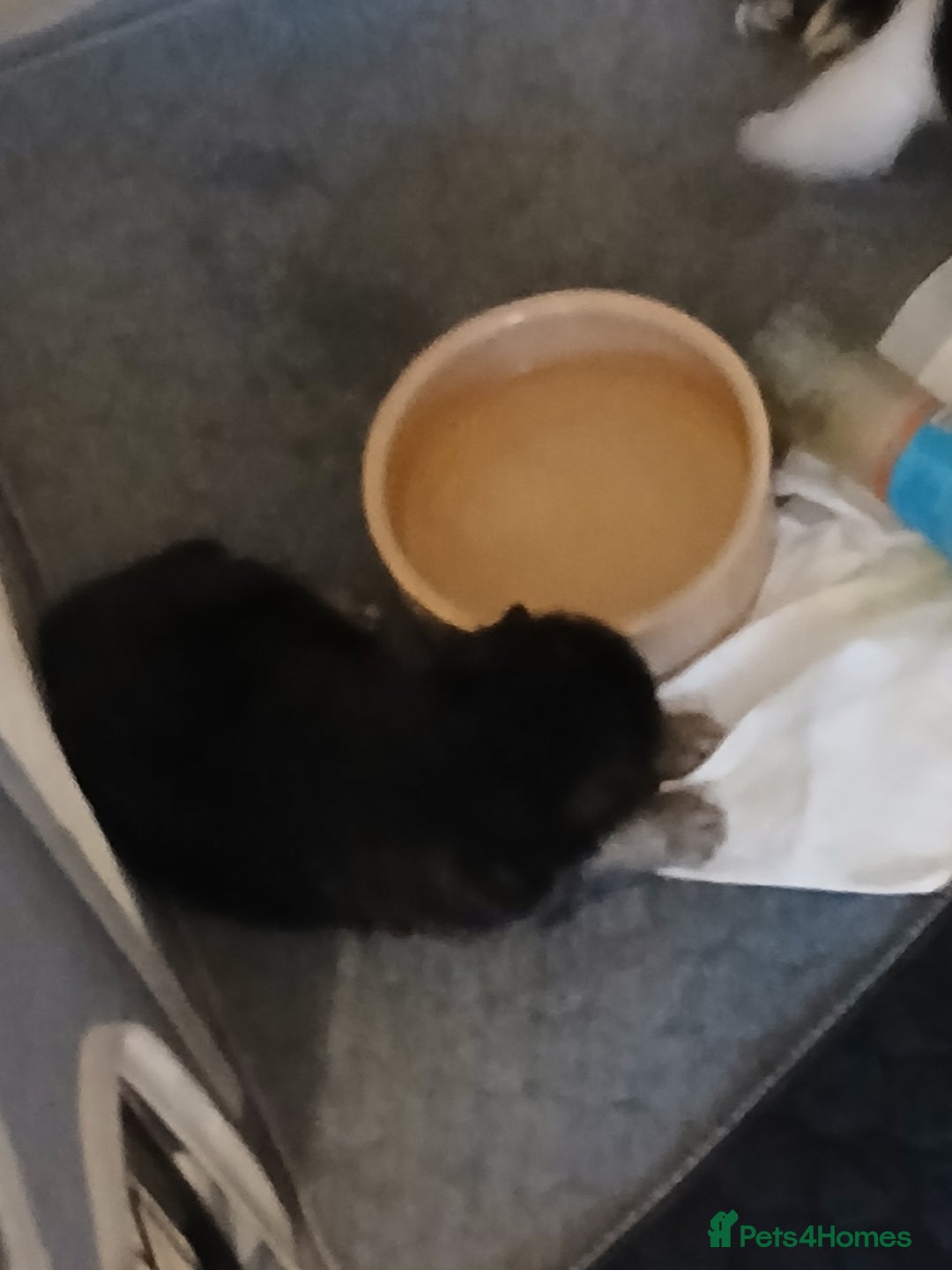 Mixed Breed dogs for sale: black and tan male pup - Image 3