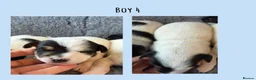 Jack Russell dogs for sale: Beutiful Tri colour Jack Russell Terriers in Caernarfon - Advert 9