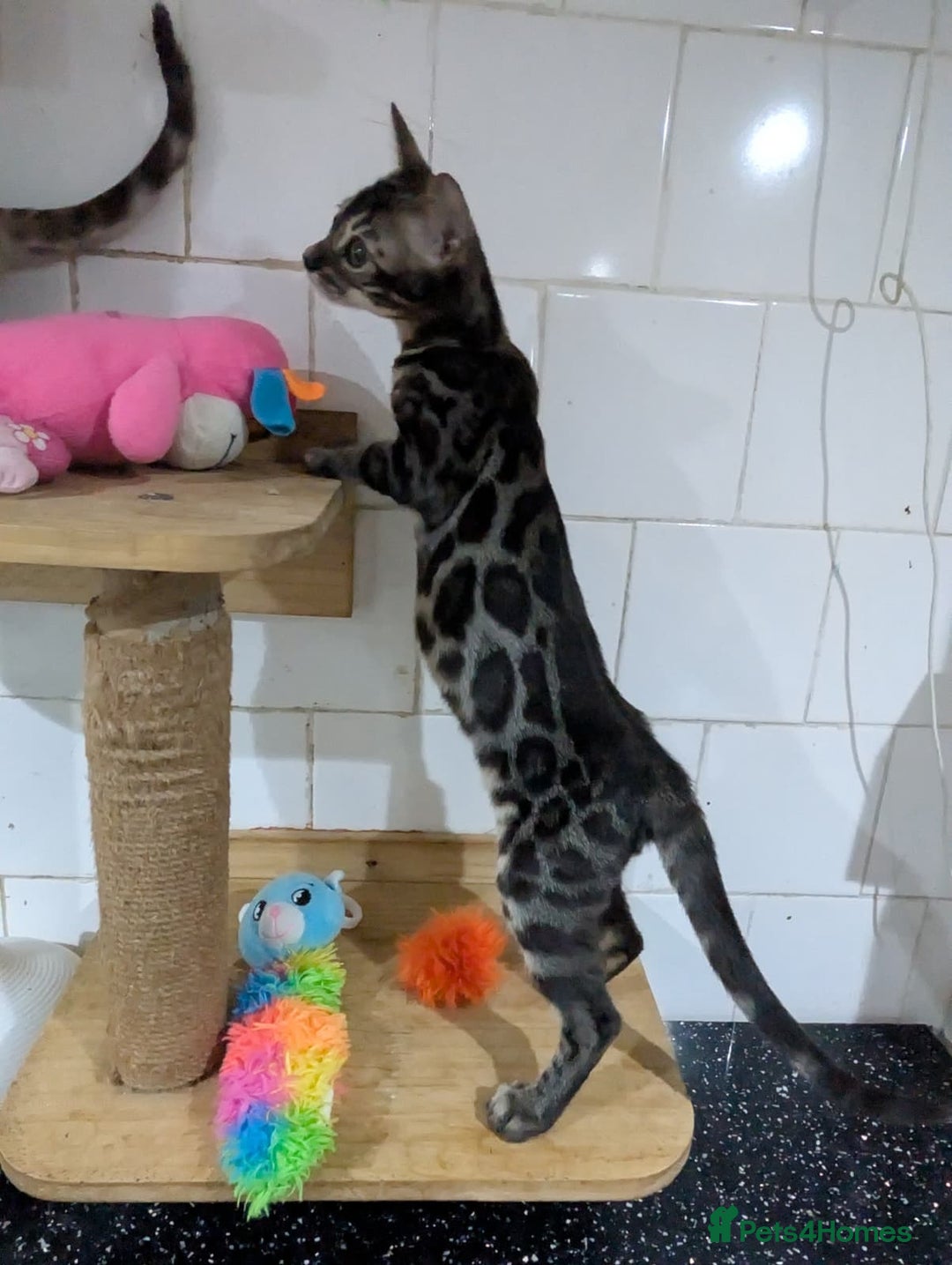 Bengal cats for sale: 🔥✨Pedigree TICA-Registered Bengals - Advert 13