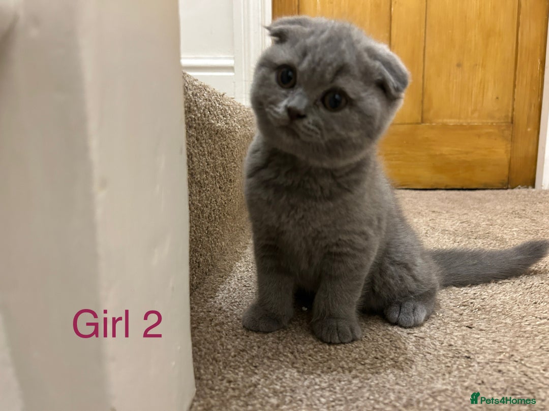 Scottish Fold cats for sale: Scottish Fold kitten  - Image 3