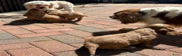 Cavapoo dogs for sale: Beautiful cavapoos  - Advert 8