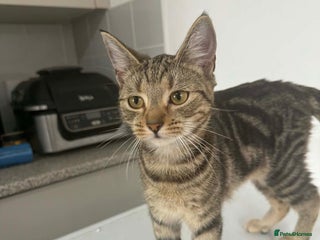 British Shorthair cats Kittens - Advert 18