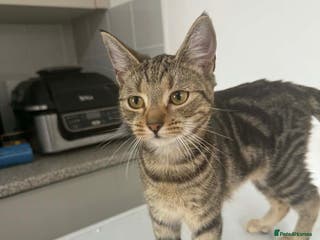 British Shorthair cats Kittens - Advert 1