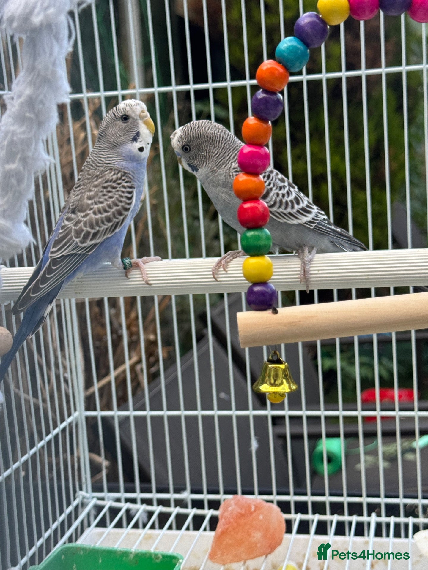 Budgerigars birds Lovely pair of budgies with cage  - Advert 2
