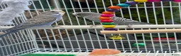 Budgerigars birds for sale: Lovely pair of budgies with cage  - Advert 2