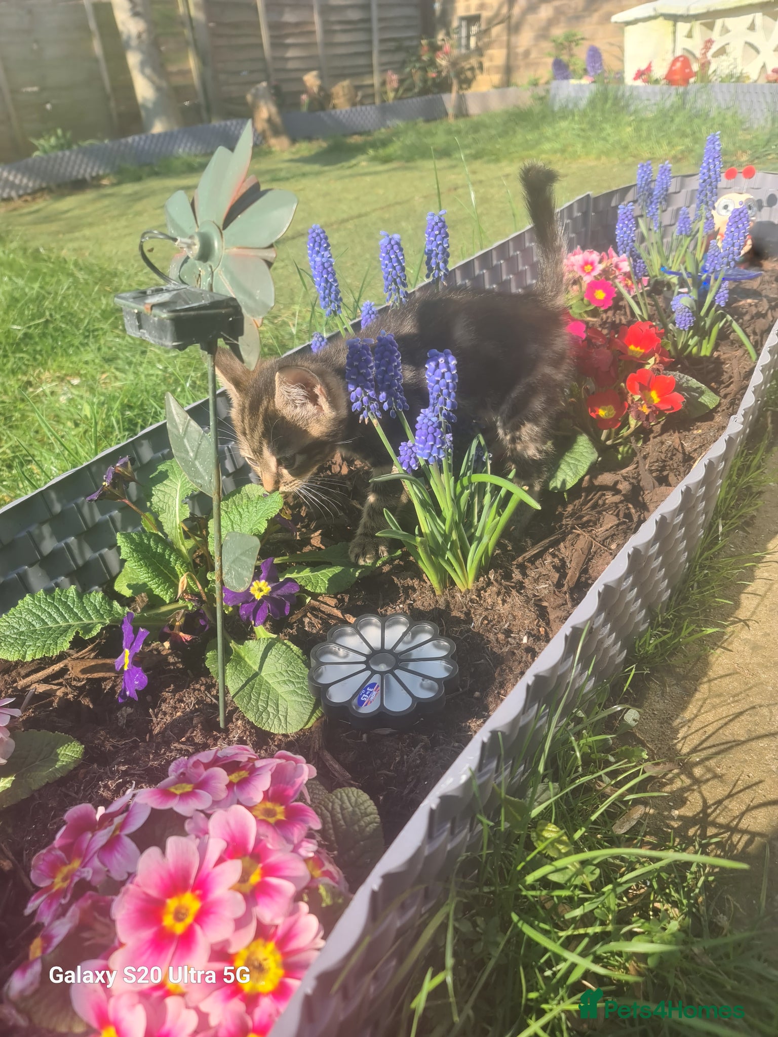 Siberian cats British shorthair  - Advert 8