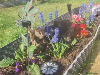 Siberian cats British shorthair - Advert 8