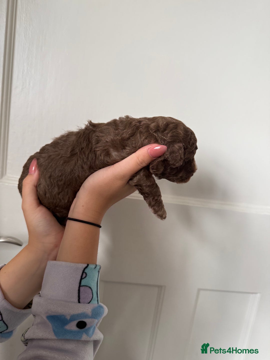 Cavapoo dogs for sale: Beautiful F1b Cavapoo girl  - Image 17