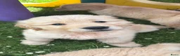 Golden Retriever dogs for sale: Beautiful KC Golden Retriever Puppies - Advert 16