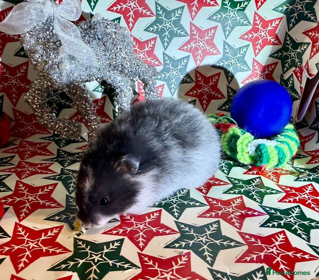 Hamster rodents for sale: Baby hamsters for sale - Advert 4