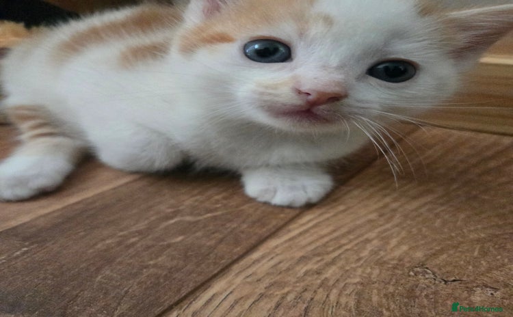 Mixed Breed cats - Advert 4