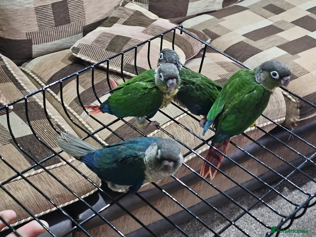 Conures birds for sale: Green cheek conuere in Birmingham - Advert 9