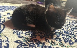 Mixed Breed cats for sale: Kittens for sale — £50 each - Image 4