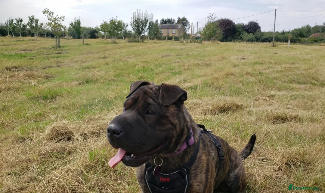 Mixed Breed dogs for sale: 🐾 EXCEPTIONAL LITTER OF 4 BIG,BOLD & BEAUTIFUL 🐾 - Advert 1