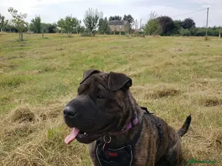 Mixed Breed dogs 🐾 4 Gorgeous Puppies Looking for Forever Homes🐾 - Advert 4