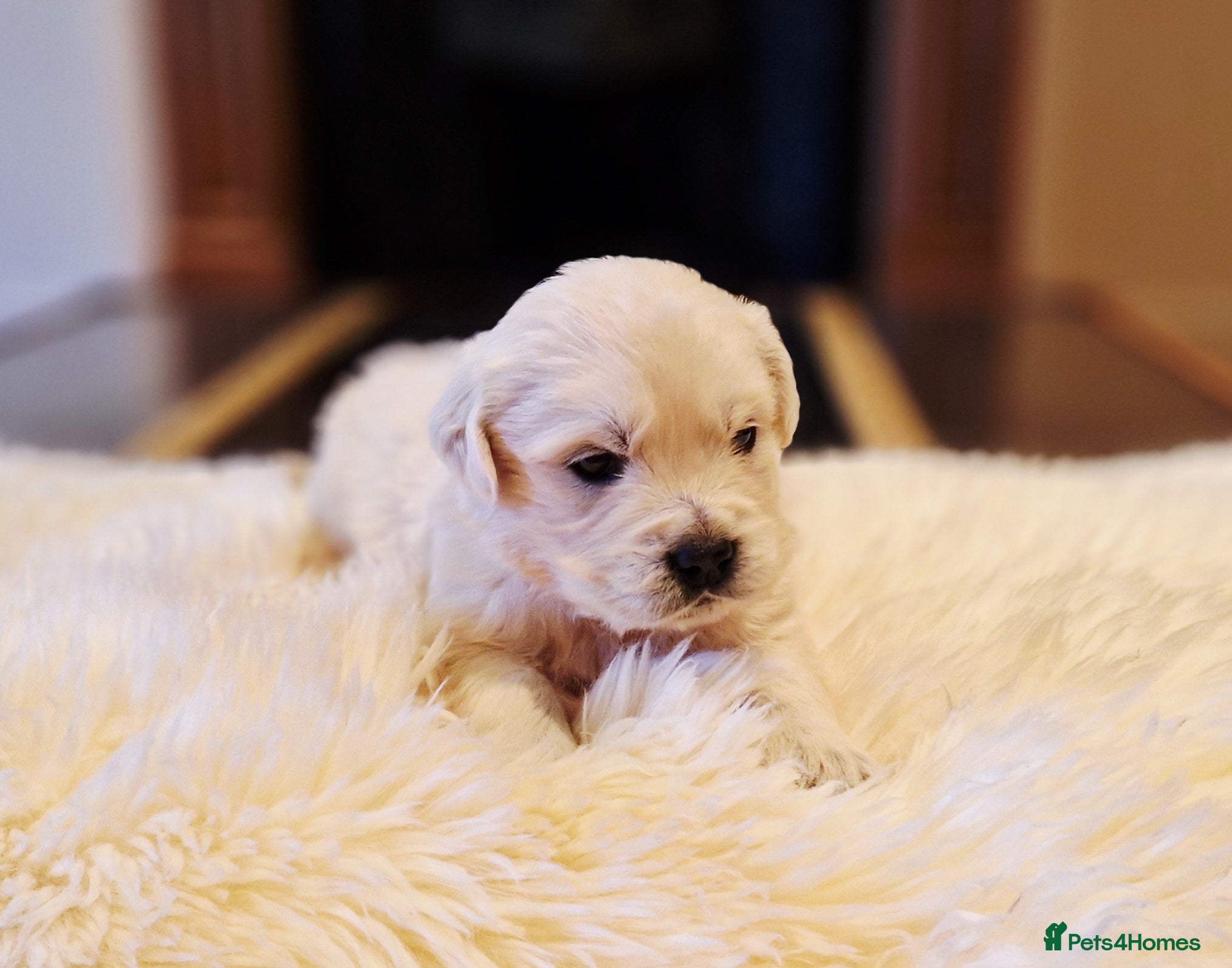 Golden Retriever dogs Newmiller Retrievers Upcoming Litter Announcement  - Advert 6