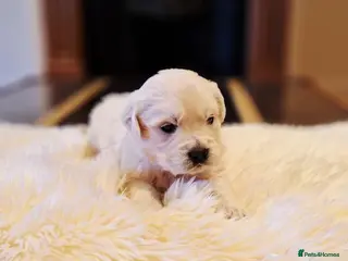 Golden Retriever dogs Newmiller Retrievers - Health Tested Show Puppies - Advert 6